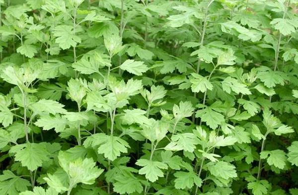 種植艾草一畝利潤(rùn)多少 艾草繁殖得快嗎