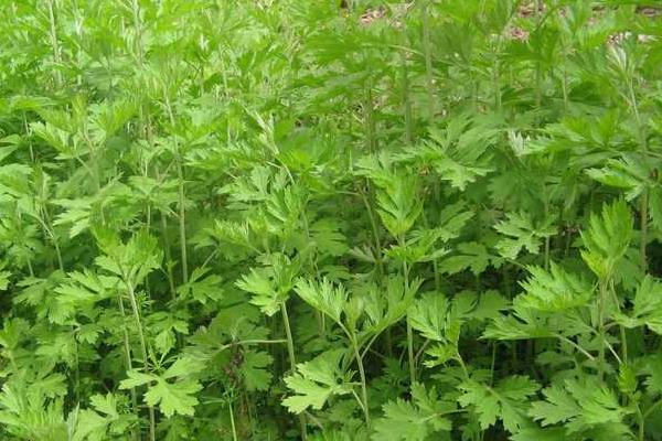 種植艾草一畝利潤(rùn)多少 艾草繁殖得快嗎