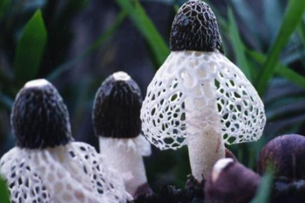 竹蓀高產栽培技術 竹蓀種植時間及培育方法