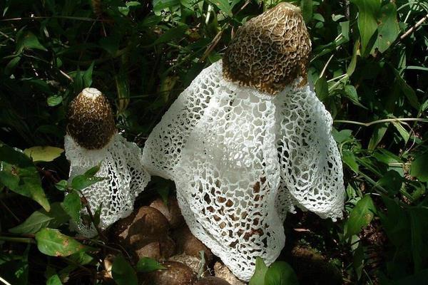 竹蓀產地在哪里 竹蓀是哪里的特產