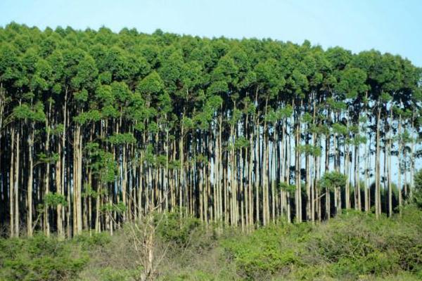 速生桉樹的危害是什么 桉樹附近的水有毒嗎