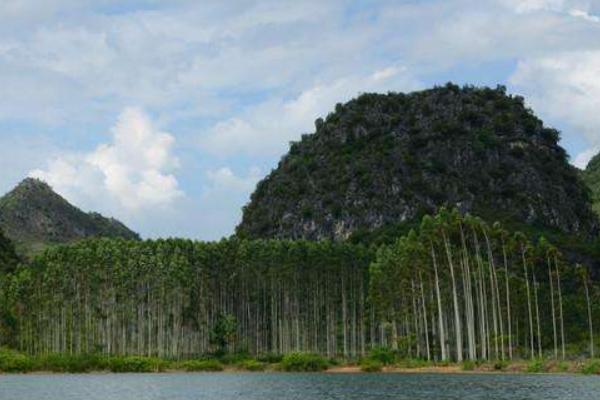 桉樹種子市場價格多少錢一斤 種桉樹賺錢嗎