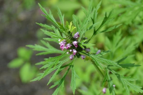 益母草什么時(shí)候喝最好 益母草怎么煮效果最好
