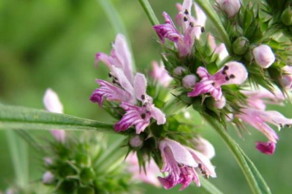 益母草長什么樣 益母草怎么吃