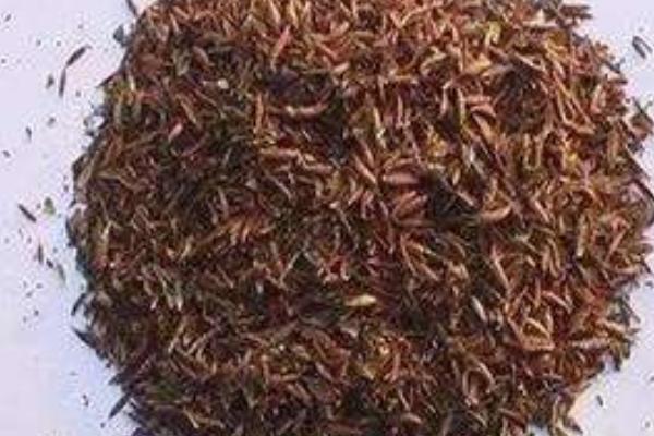 桉樹種子市場價格多少錢一斤 種桉樹賺錢嗎