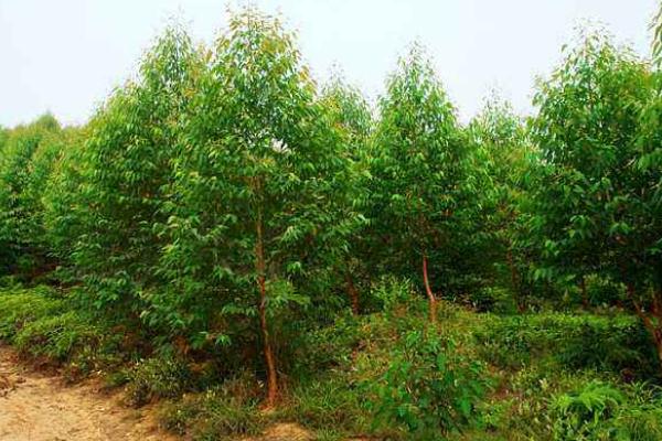 桉樹種子市場價格多少錢一斤 種桉樹賺錢嗎