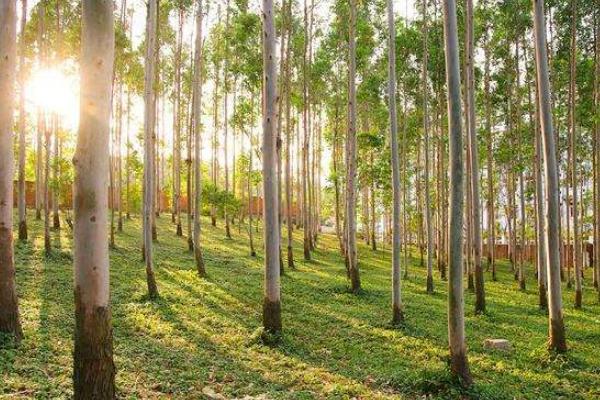 桉樹種子市場價格多少錢一斤 種桉樹賺錢嗎