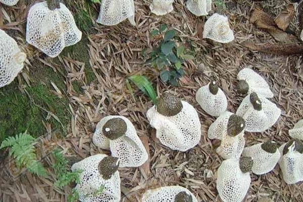 竹蓀產地在哪里 竹蓀是哪里的特產