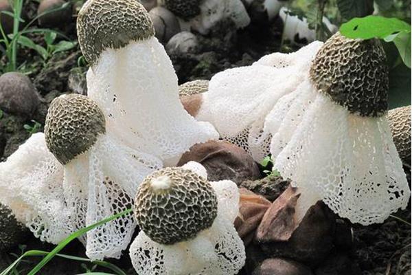 竹蓀產地在哪里 竹蓀是哪里的特產