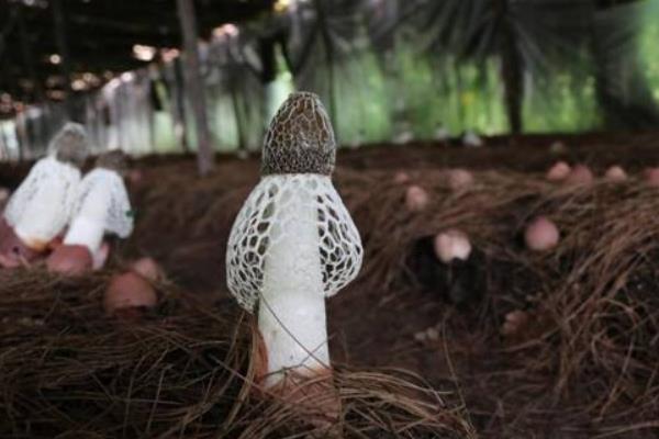 竹蓀產地在哪里 竹蓀是哪里的特產