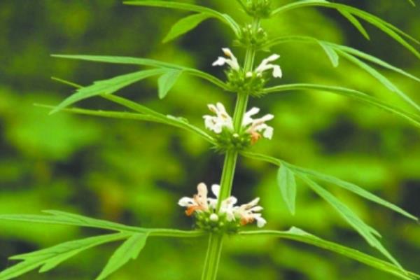 益母草市場價格多少錢一盒 益母草和生化湯哪個好