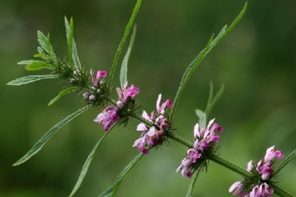 益母草長什么樣 益母草怎么吃