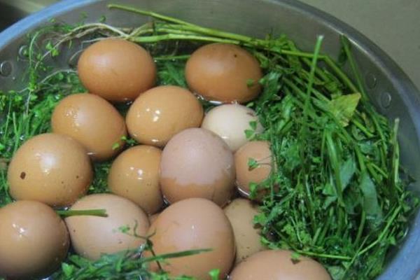 益母草長什么樣 益母草怎么吃