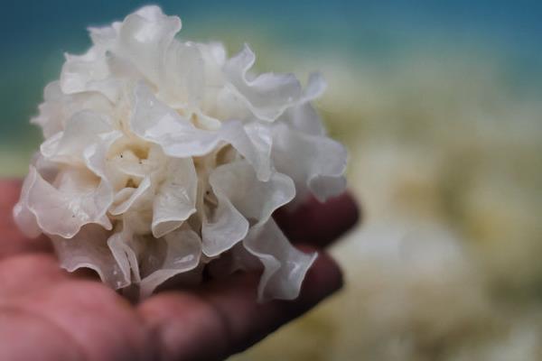 銀耳可以炒來吃嗎 銀耳干的好還是鮮的好