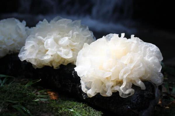 雪耳的功效與作用及禁忌 雪耳可以隔夜吃嗎