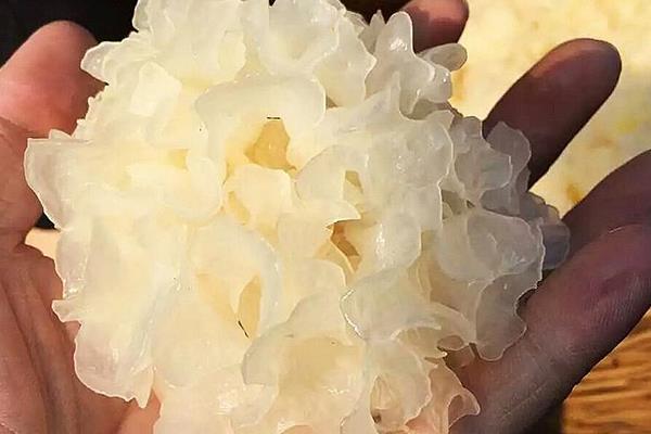 雪耳的功效與作用及禁忌 雪耳可以隔夜吃嗎
