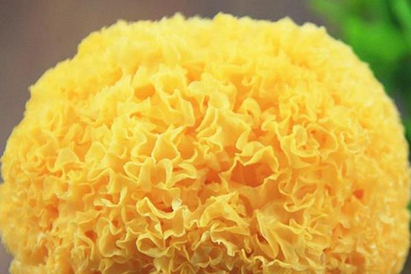 雪耳的功效與作用及禁忌 雪耳可以隔夜吃嗎