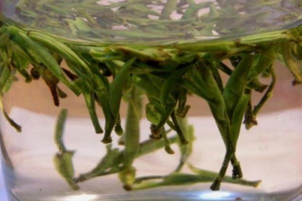 苦丁茶的功效與作用及禁忌 孕婦能喝苦丁茶嗎