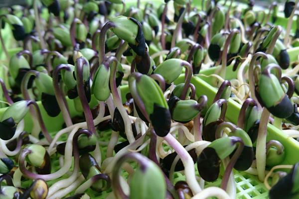 黑豆苗的種植方法 黑豆苗種植時間