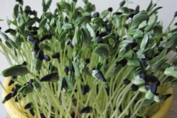 黑豆苗的種植方法 黑豆苗種植時間
