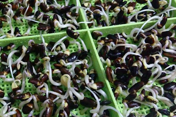 黑豆苗的種植方法 黑豆苗種植時間