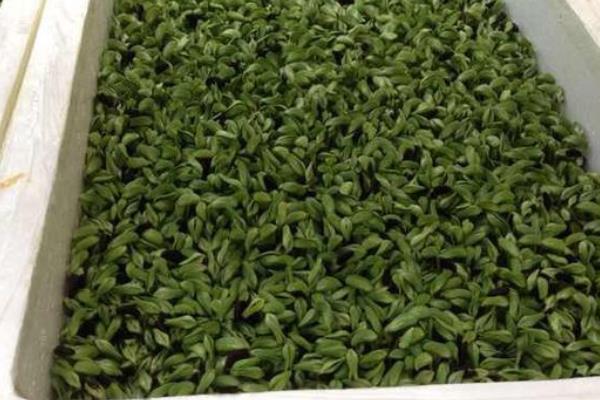 黑豆苗的種植方法 黑豆苗種植時間