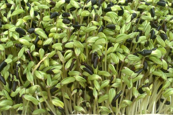 黑豆苗的種植方法 黑豆苗種植時間