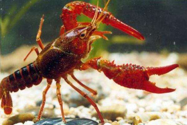 椒鹽龍蝦的做法 龍蝦怎么清洗