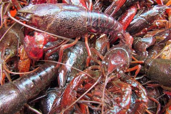 椒鹽龍蝦的做法 龍蝦怎么清洗