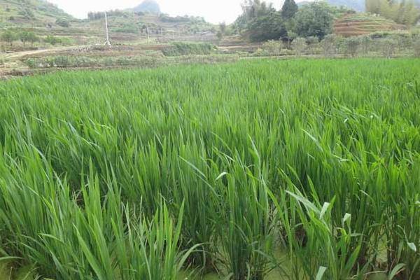 茭白種苗價格多少錢一斤 茭白的種植條件