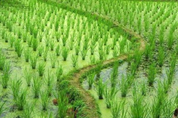 茭白種苗價格多少錢一斤 茭白的種植條件