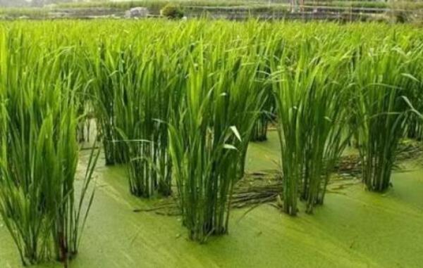 茭白種苗價格多少錢一斤 茭白的種植條件