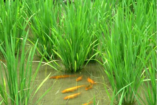 茭白種苗價格多少錢一斤 茭白的種植條件