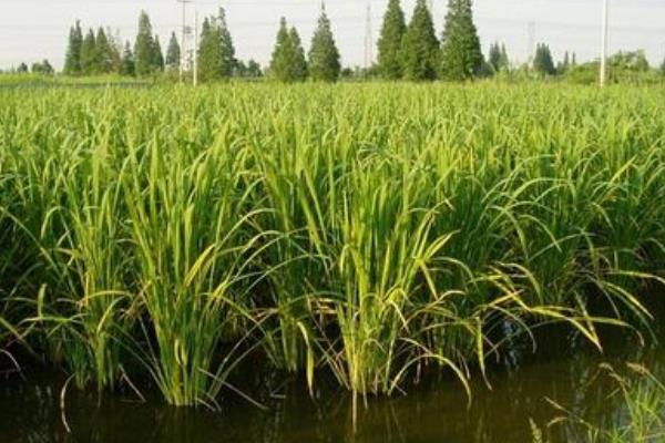 茭白種苗價格多少錢一斤 茭白的種植條件