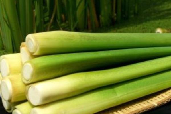 茭白種苗價格多少錢一斤 茭白的種植條件