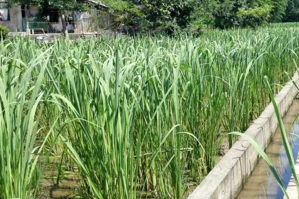 茭白種苗價格多少錢一斤 茭白的種植條件