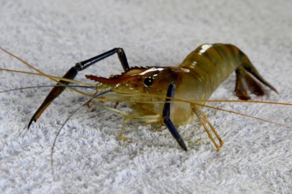 海蝦和河蝦的區(qū)別是什么 河蝦價格多少錢一斤