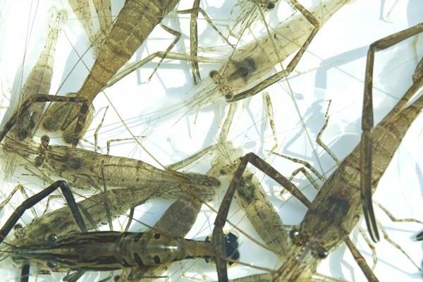 海蝦和河蝦的區(qū)別是什么 河蝦價格多少錢一斤