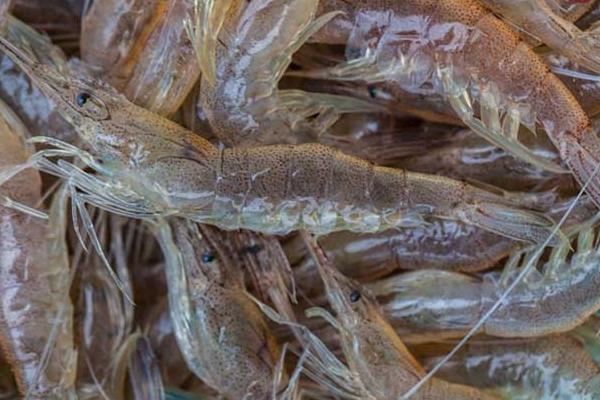 海蝦和河蝦的區(qū)別是什么 河蝦價格多少錢一斤