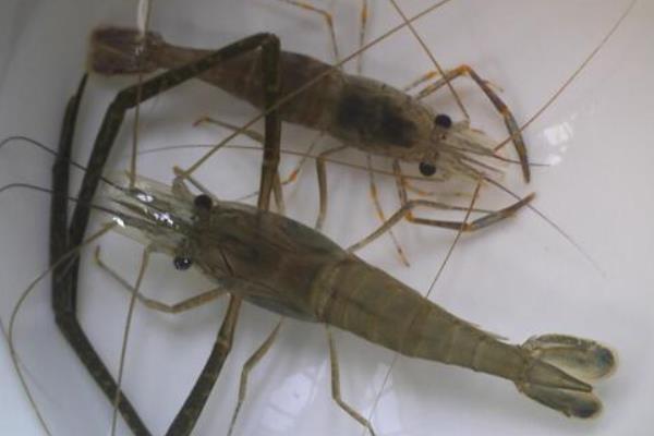 海蝦和河蝦的區(qū)別是什么 河蝦價格多少錢一斤