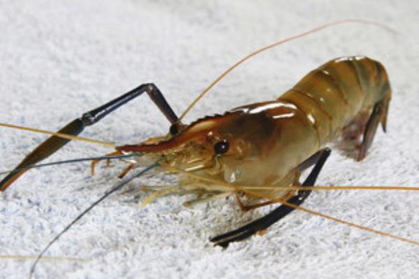 海蝦和河蝦的區(qū)別是什么 河蝦價格多少錢一斤