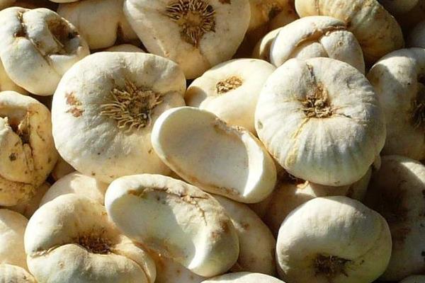 貝母是什么 貝母怎么吃