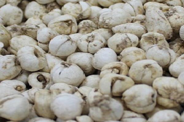 貝母是什么 貝母怎么吃