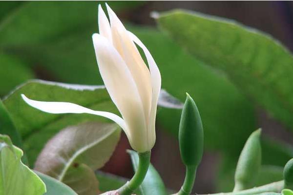 白蘭花怎么養(yǎng) 白蘭花養(yǎng)殖方法與注意事項(xiàng)