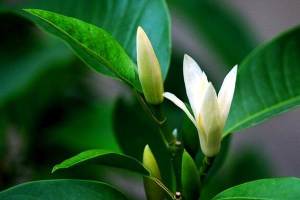 白蘭花怎么澆水（多久澆一次） 怎么養(yǎng)好白蘭花