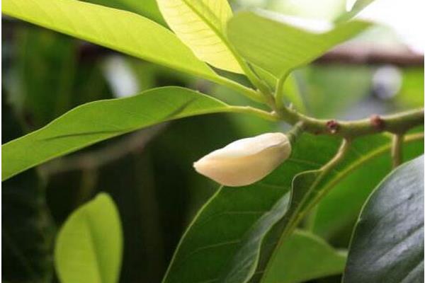 白蘭花怎么養 白蘭花養殖方法與注意事項