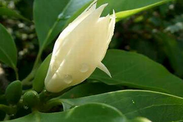 白蘭花怎么養 白蘭花養殖方法與注意事項