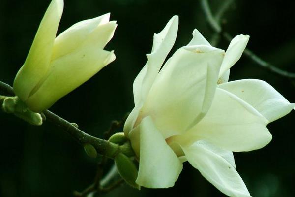 白蘭花怎么養 白蘭花養殖方法與注意事項