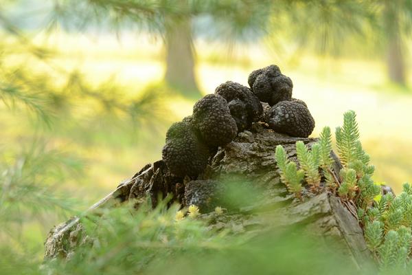 新鮮松露怎么吃最好 松露產地在哪里