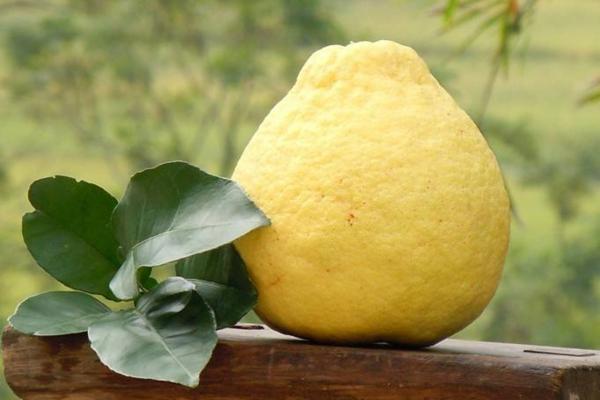 沙田柚種植技術 沙田柚病蟲害防治方法